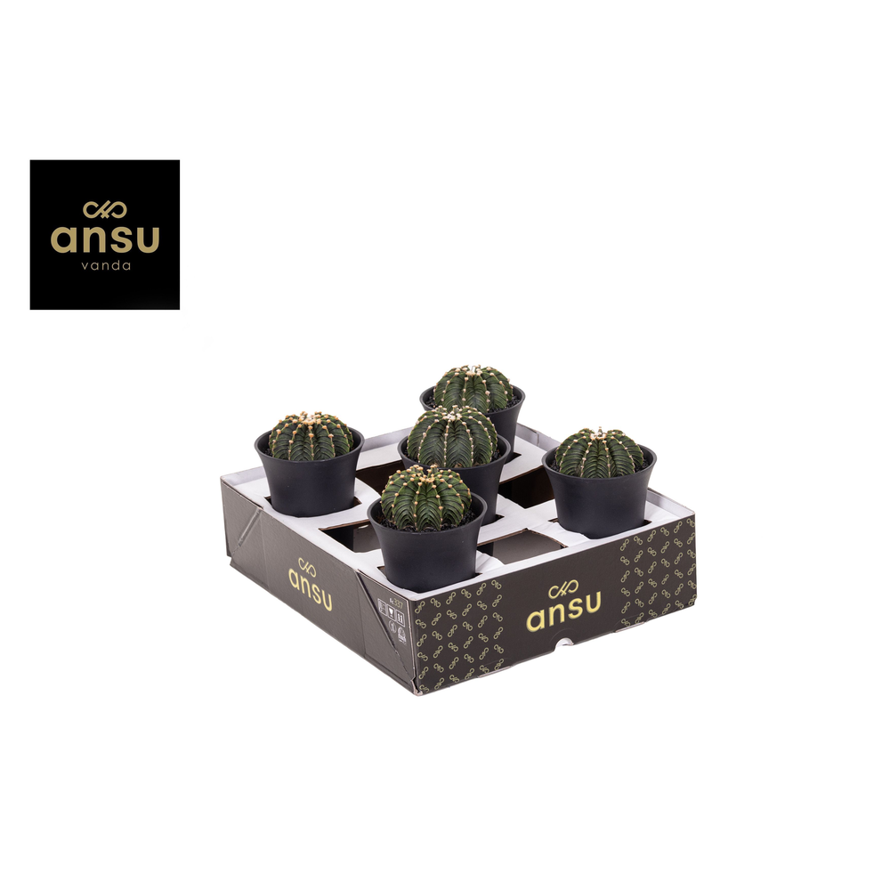 Gymno Cactus 'Green Stripe' XL.