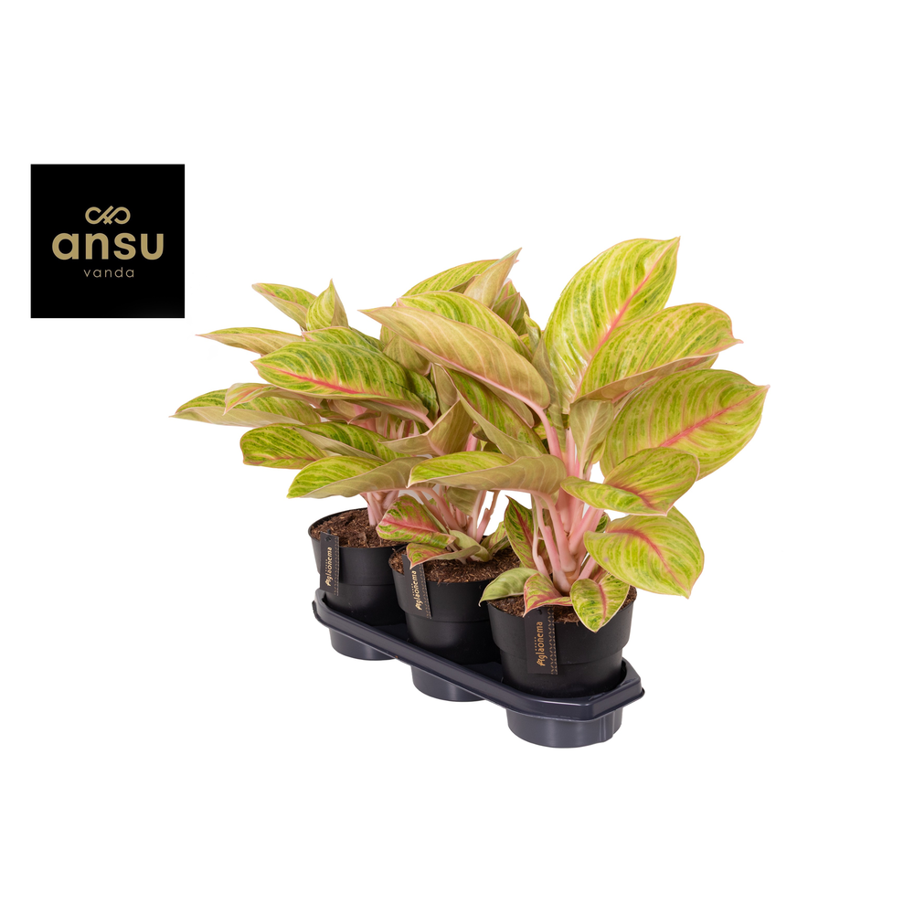 Aglaonema Pink Surprise Tray.