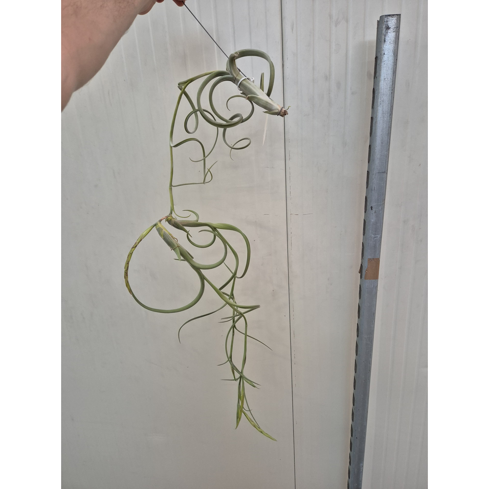 Tillandsia Intermedia (XXL Jumbo).