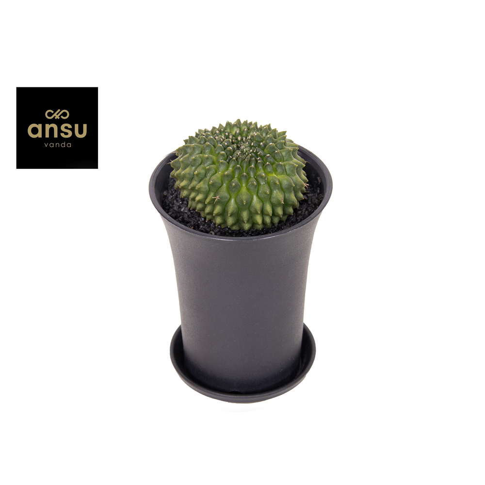 Gymno Cactus 'Spineless' Worm XL.