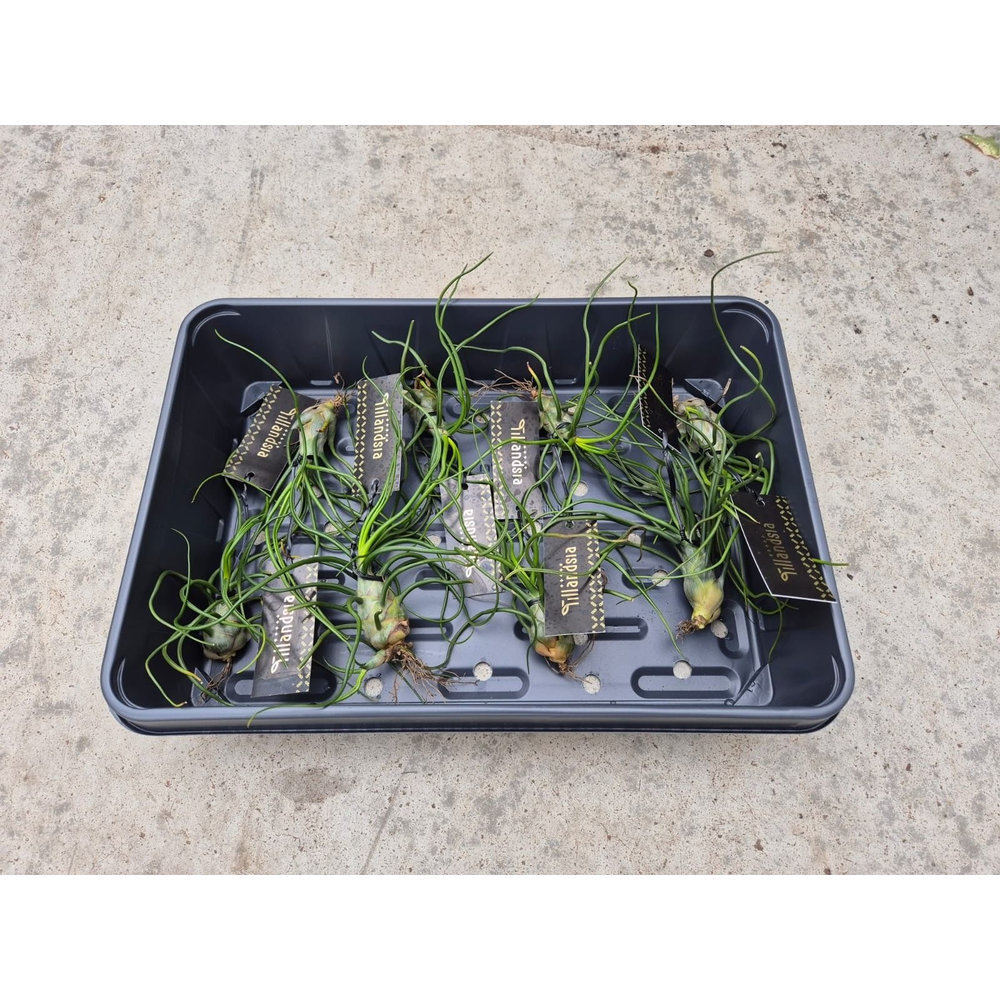 Tillandsia Bulbosa XL met Label.