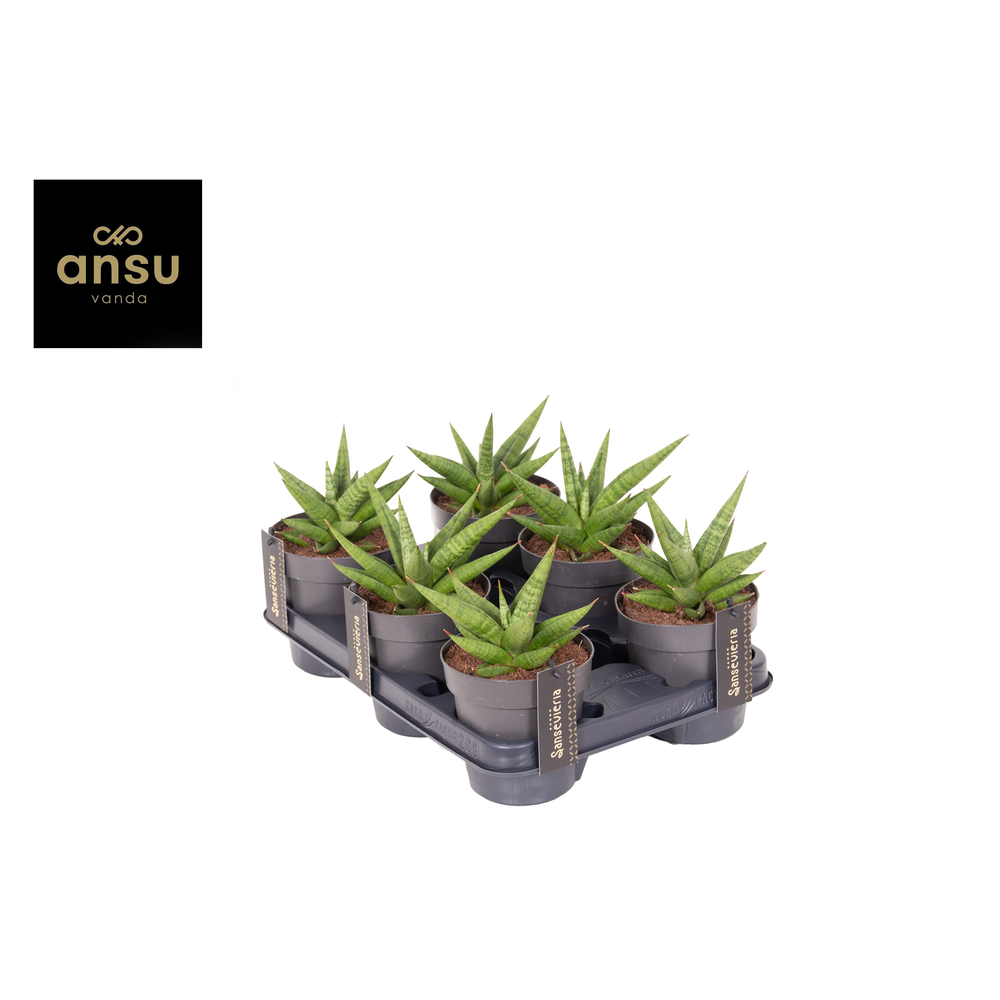 Sansevieria Comet Canoe No. 1.