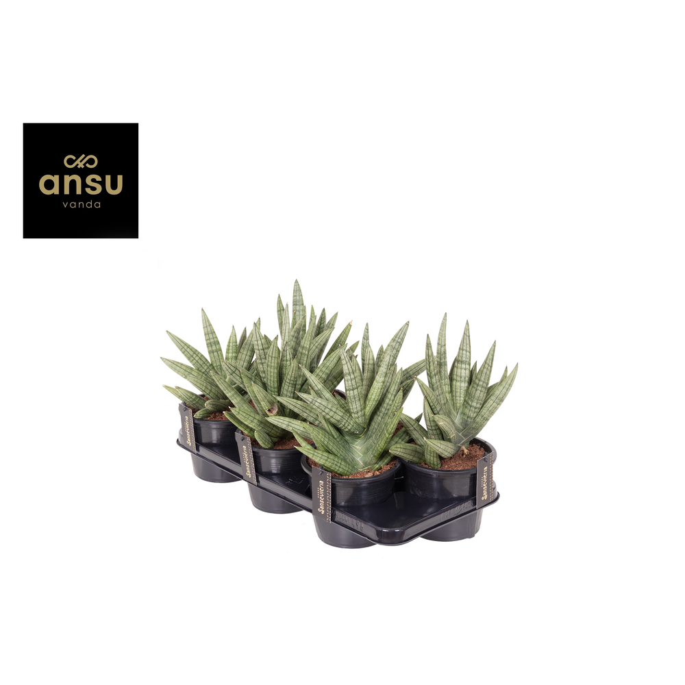 Sansevieria Inti No. 1.