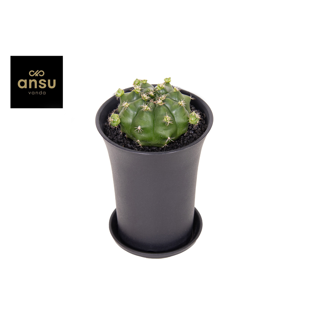 Gymno Cactus 'Froggy' XL.