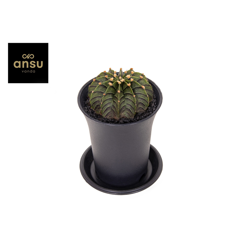 Gymno Cactus 'Green Stripe'.