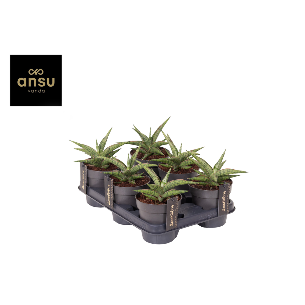 Sansevieria Comet Canoe No. 3.