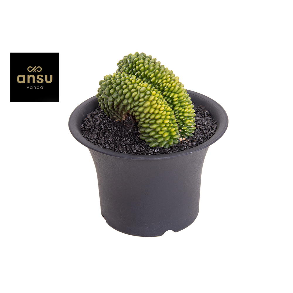 Gymno Cactus 'Spineless' XXXL.