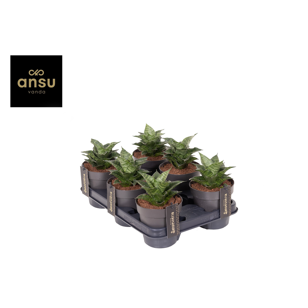 Sansevieria Star Mini Marble No. 1.