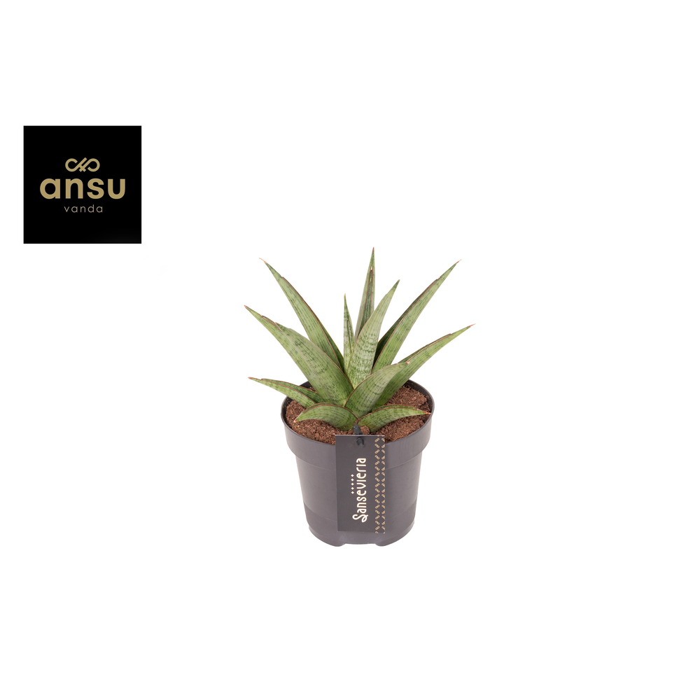 Sansevieria Comet Canoe No. 2.