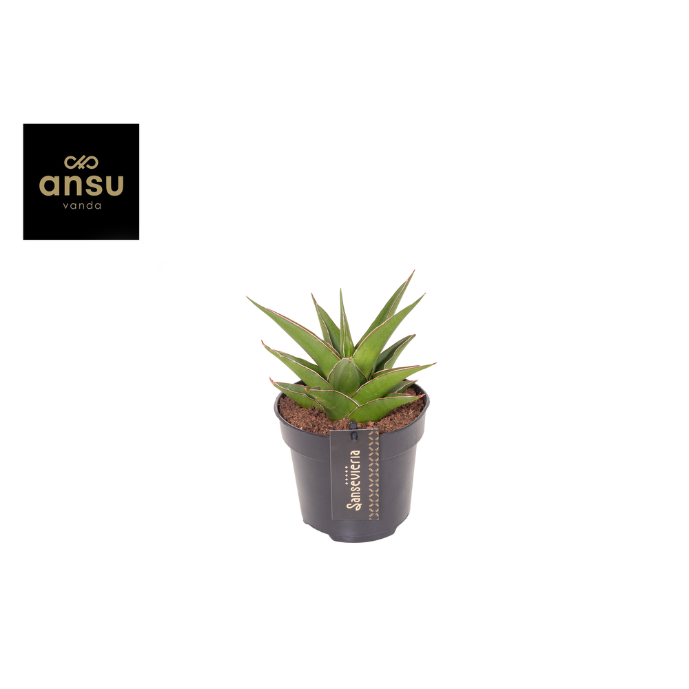 Sansevieria Comet Mini Amazon No. 1.