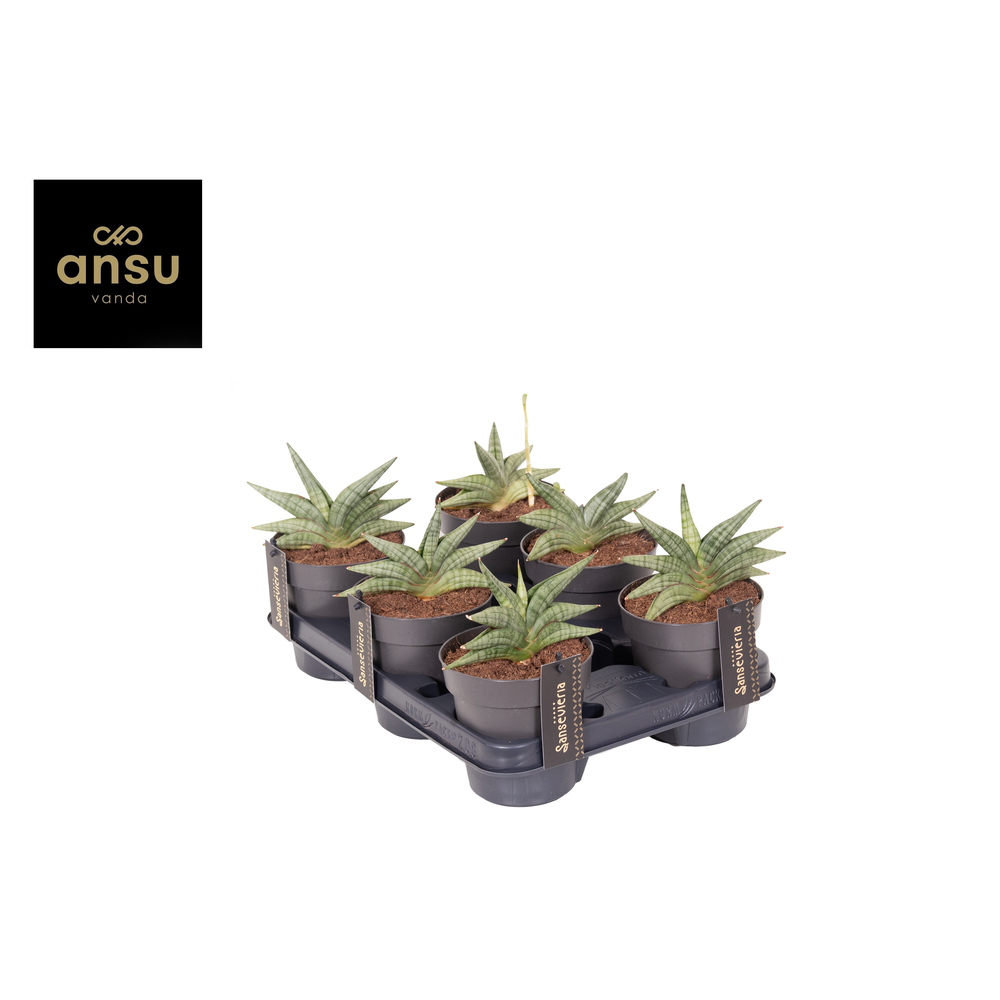 Sansevieria Inti Mini No. 1.