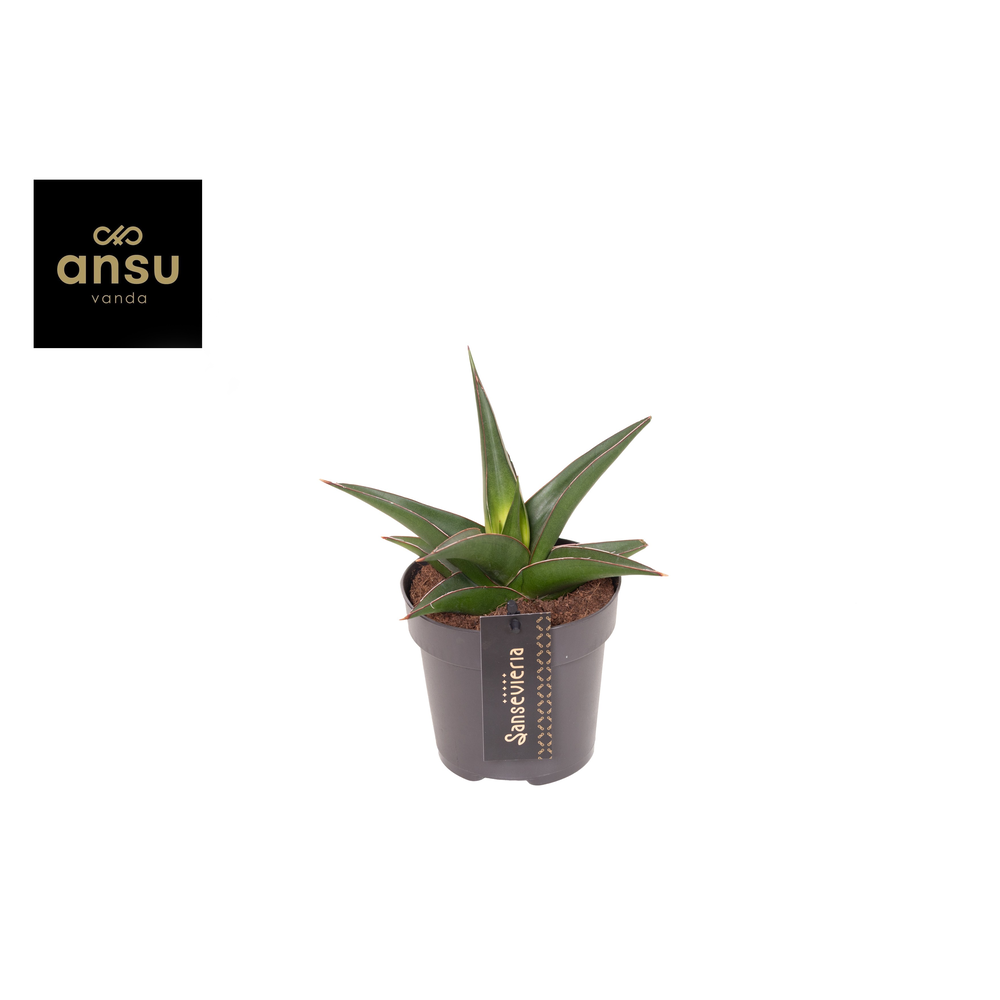 Sansevieria Comet Mini Amazon No. 2.