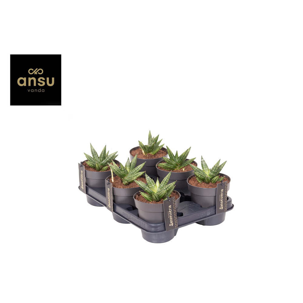 Sansevieria Inti Mini No. 2.