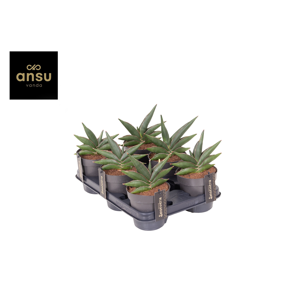 Sansevieria Almond jade No. 4.