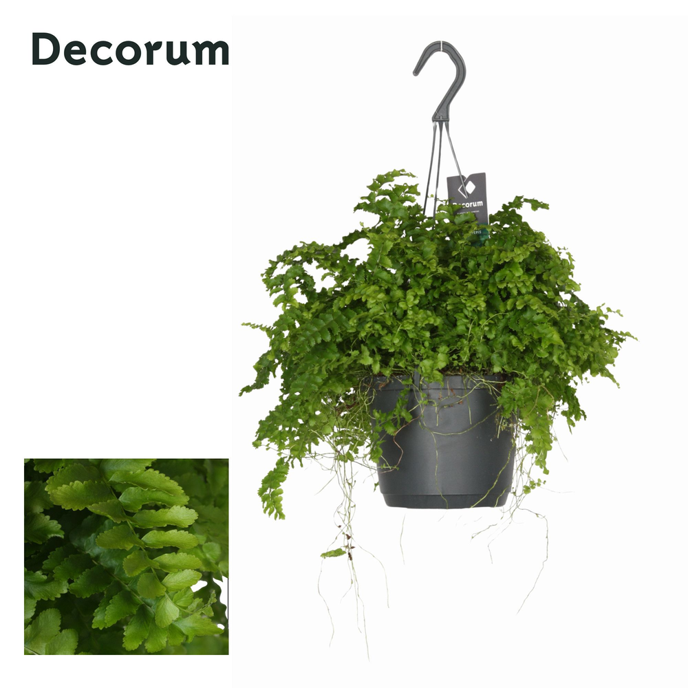 Nephrolepis exaltata 'Pom Pom'.