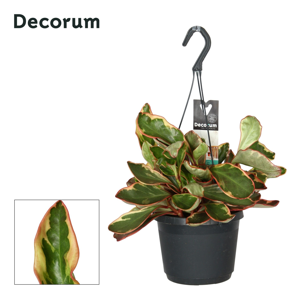 Peperomia clus. ' Jellie'.