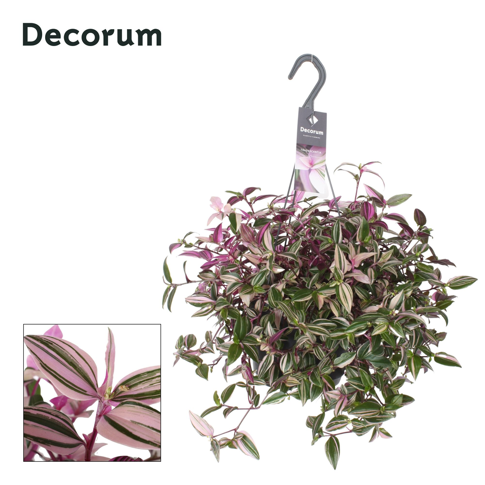 Tradescantia Fluminensis Quadricolor.