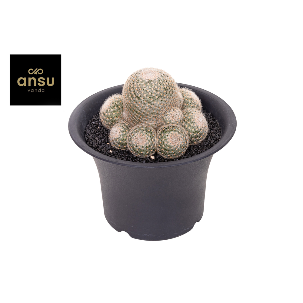 Mammillaria Lenta XXXL.
