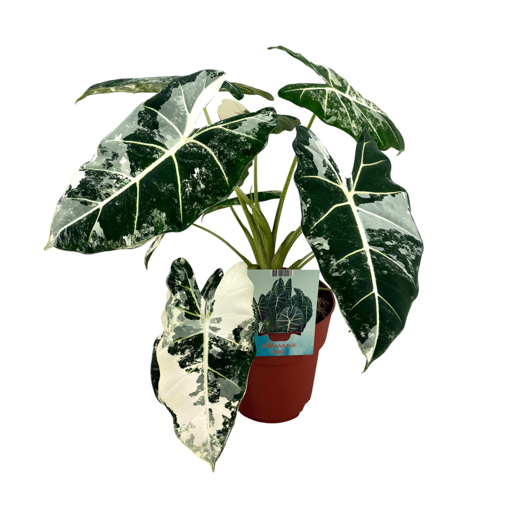 Alocasia Frydek Variegata.
