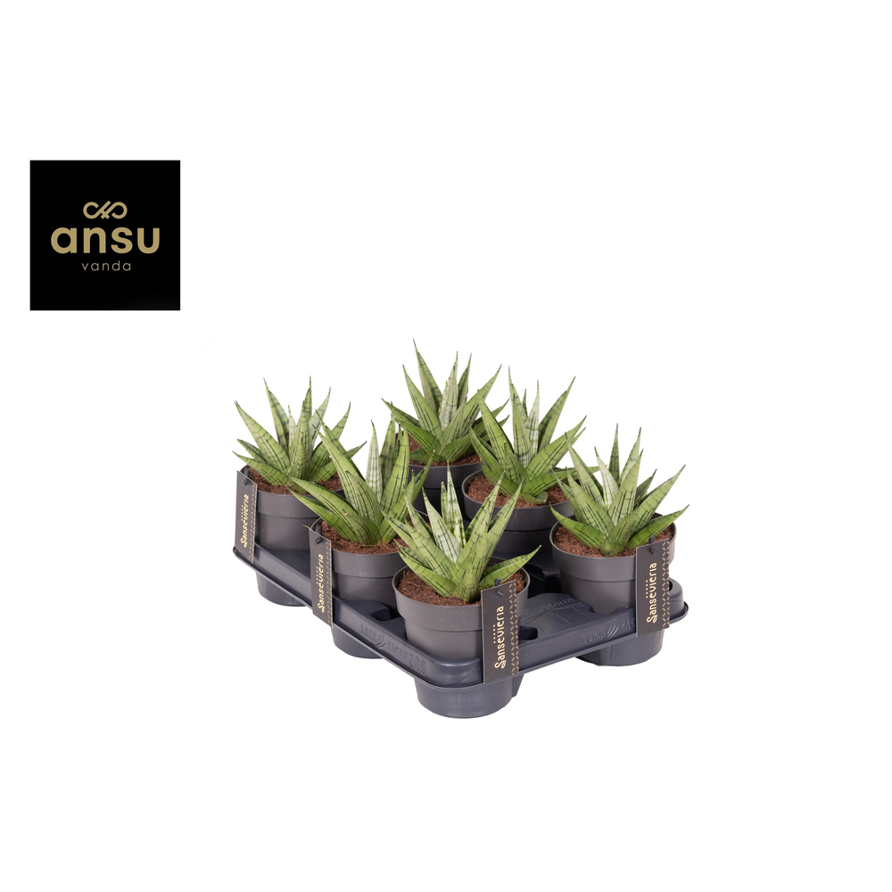 Sansevieria Comet Mini Queen No. 2.