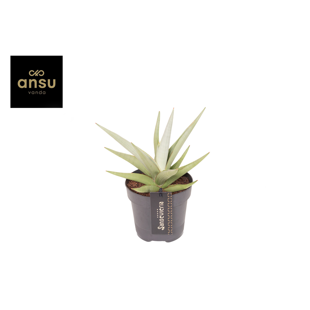 Sansevieria Comet Pastel Grey No. 1.