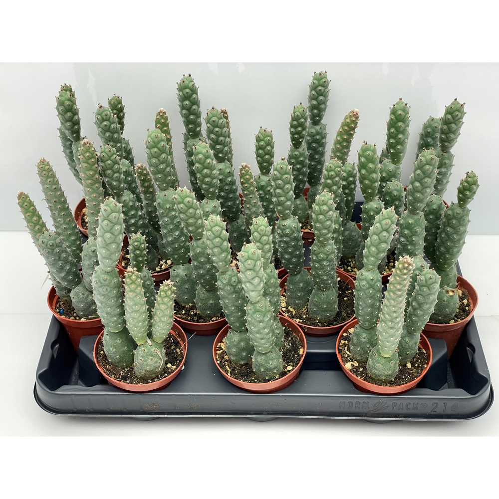 Diademata inermis 8,5 cm.