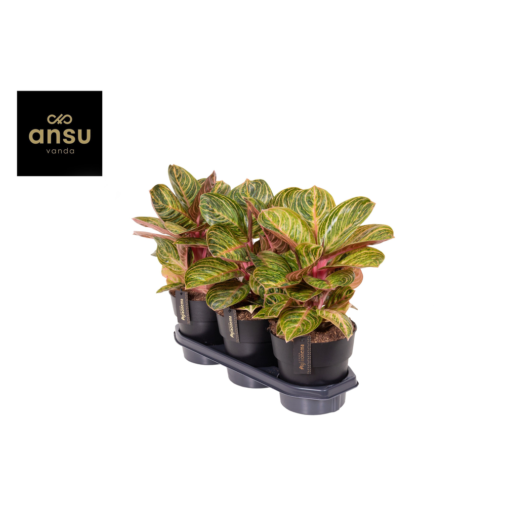 Aglaonema Tourmaline Gold.