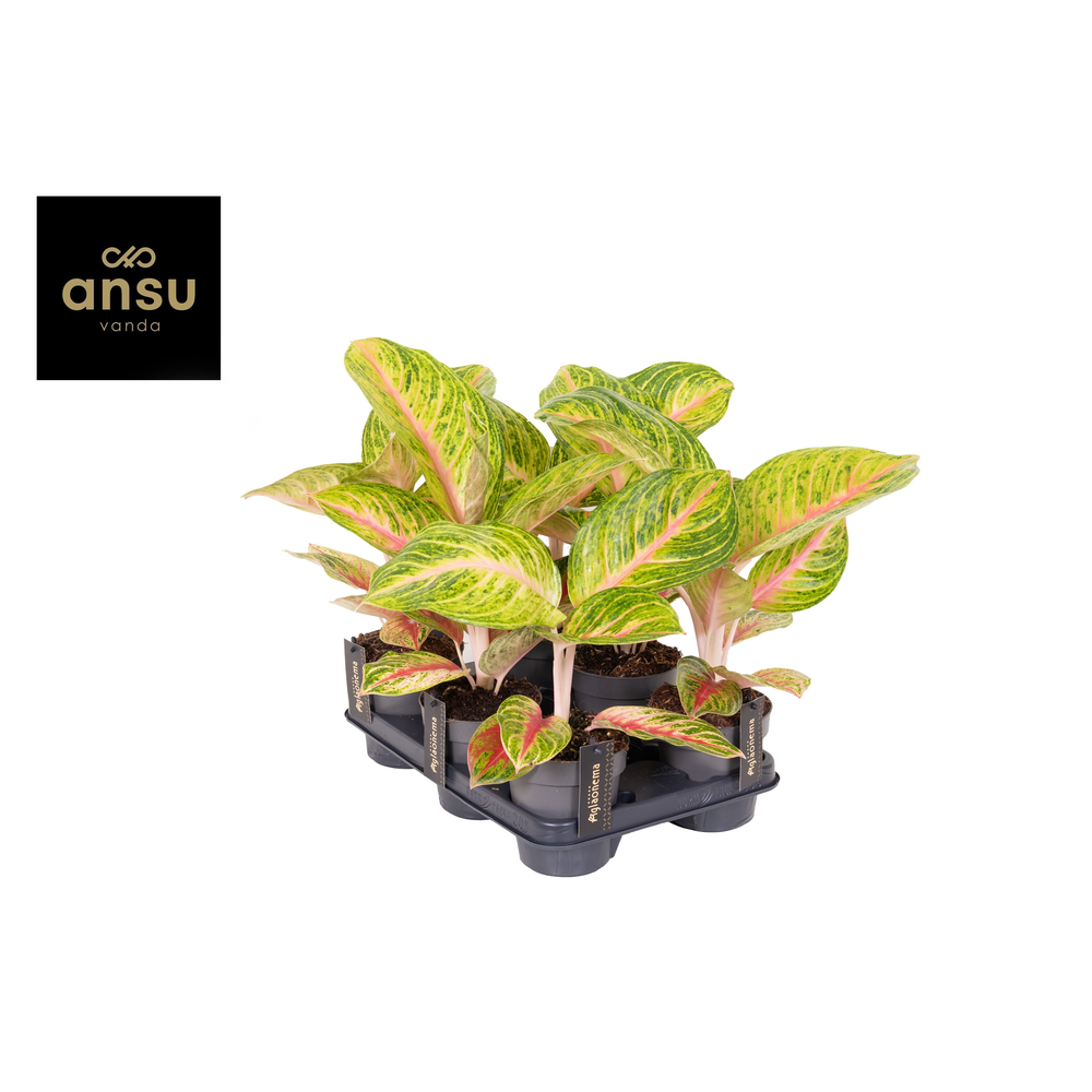 Aglaonema Grand Blossom.