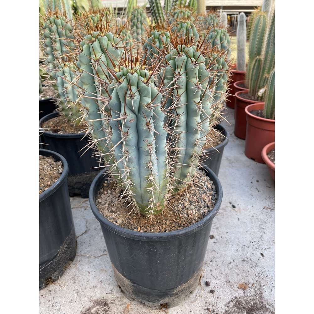 Browningia Hertligiana 25.