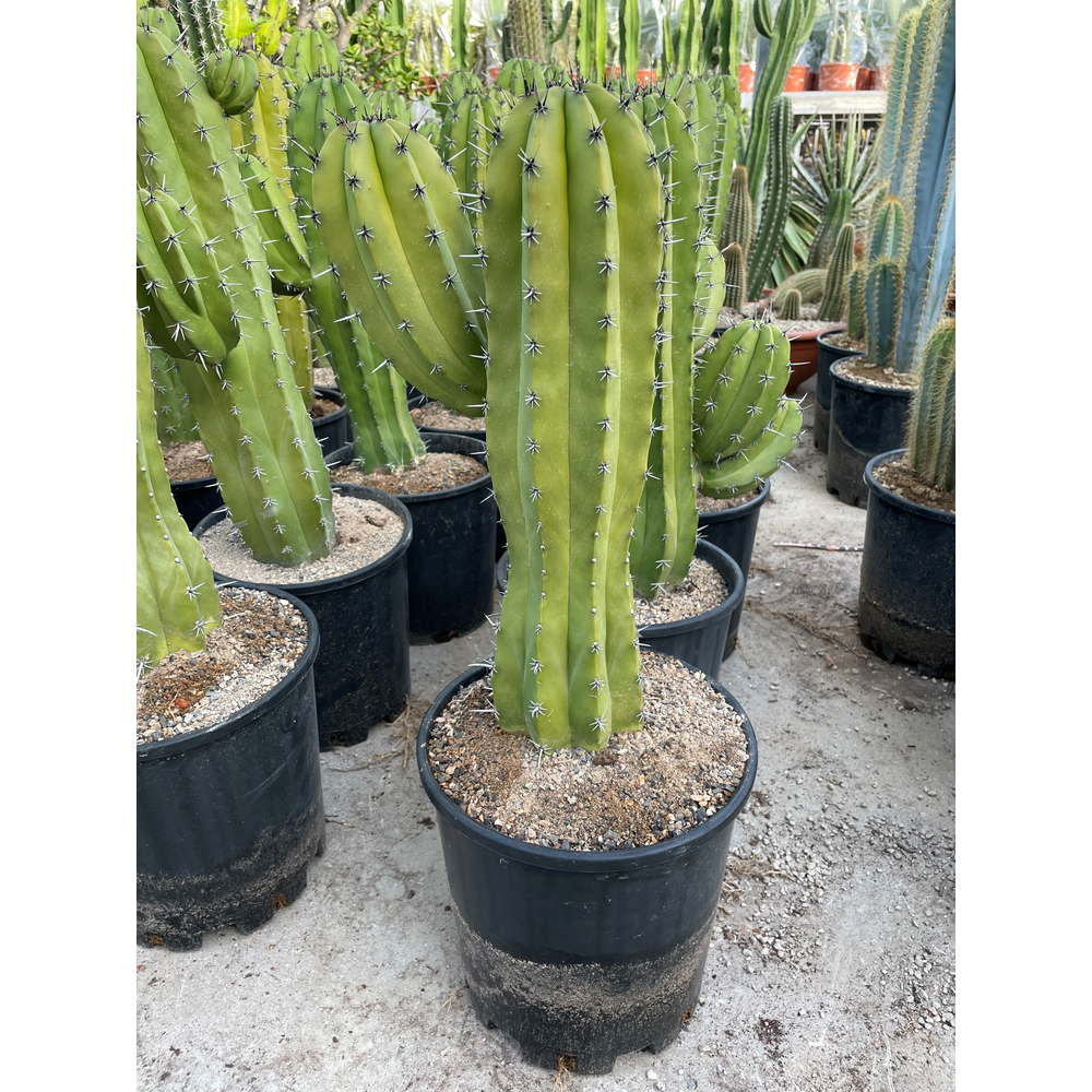 Polaskia Chichipe 25.