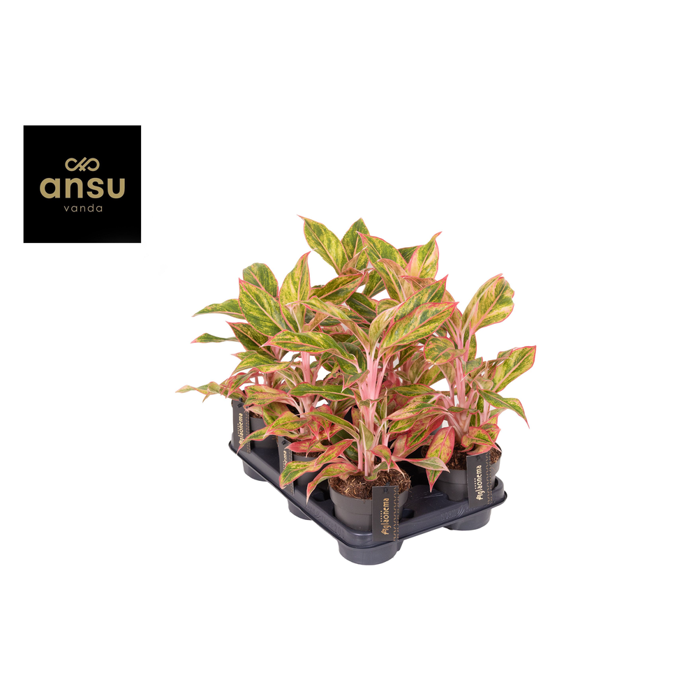 Aglaonema Jungle Nectarine.