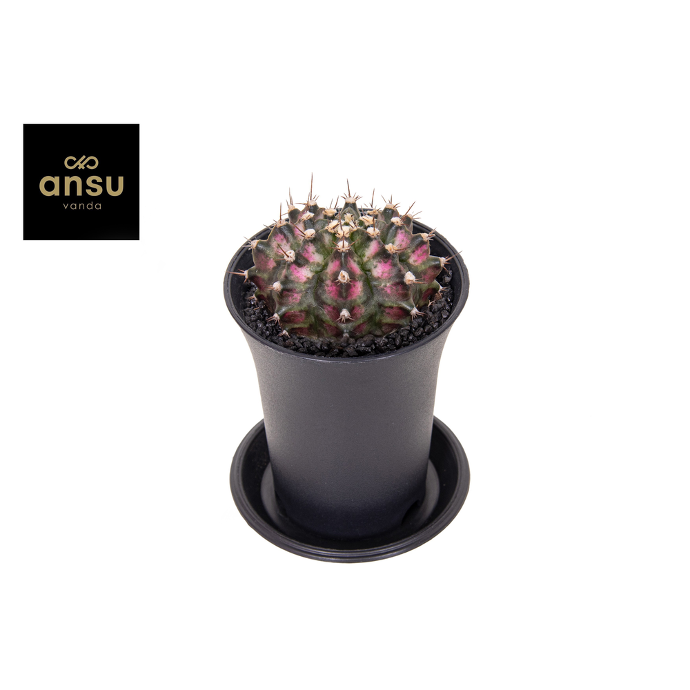 Gymno Cactus 'T-Rex Hybrid Pink'.