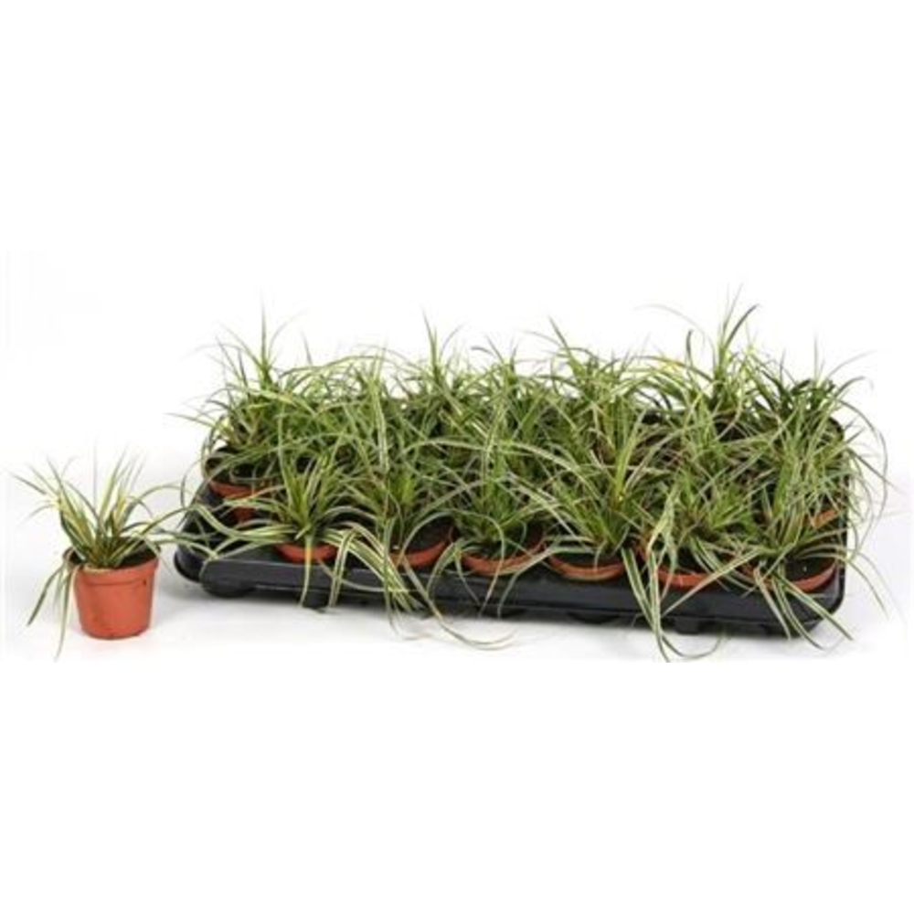 Carex osh. 'Fishers Form'.