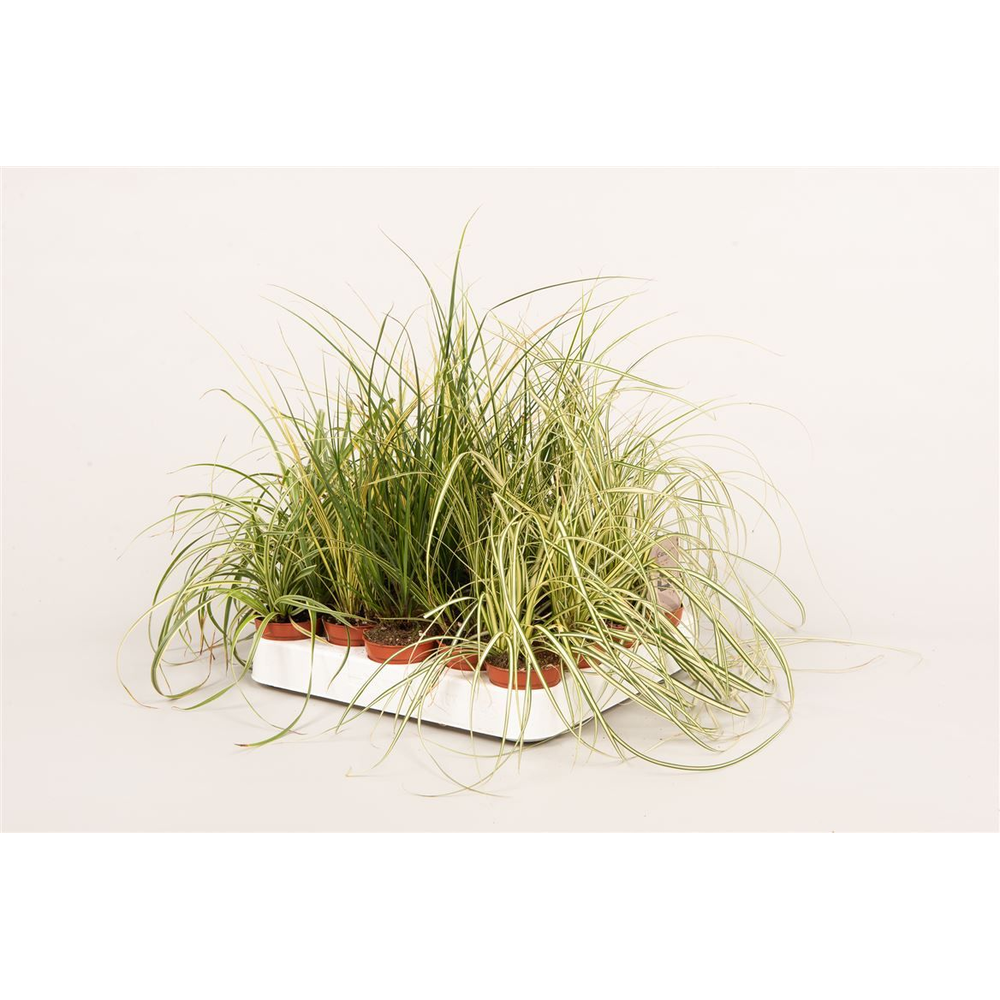 Carex gemengd.