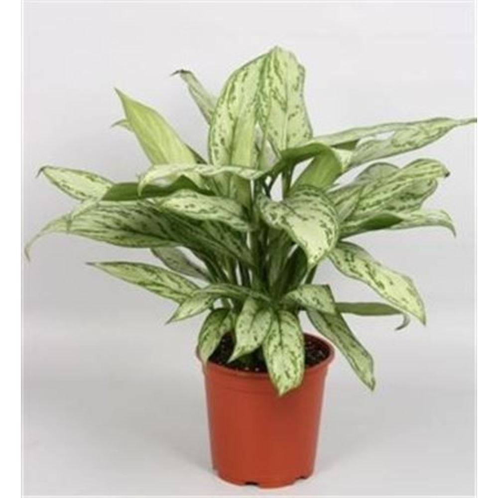 Aglaonema 'Silver Queen'.