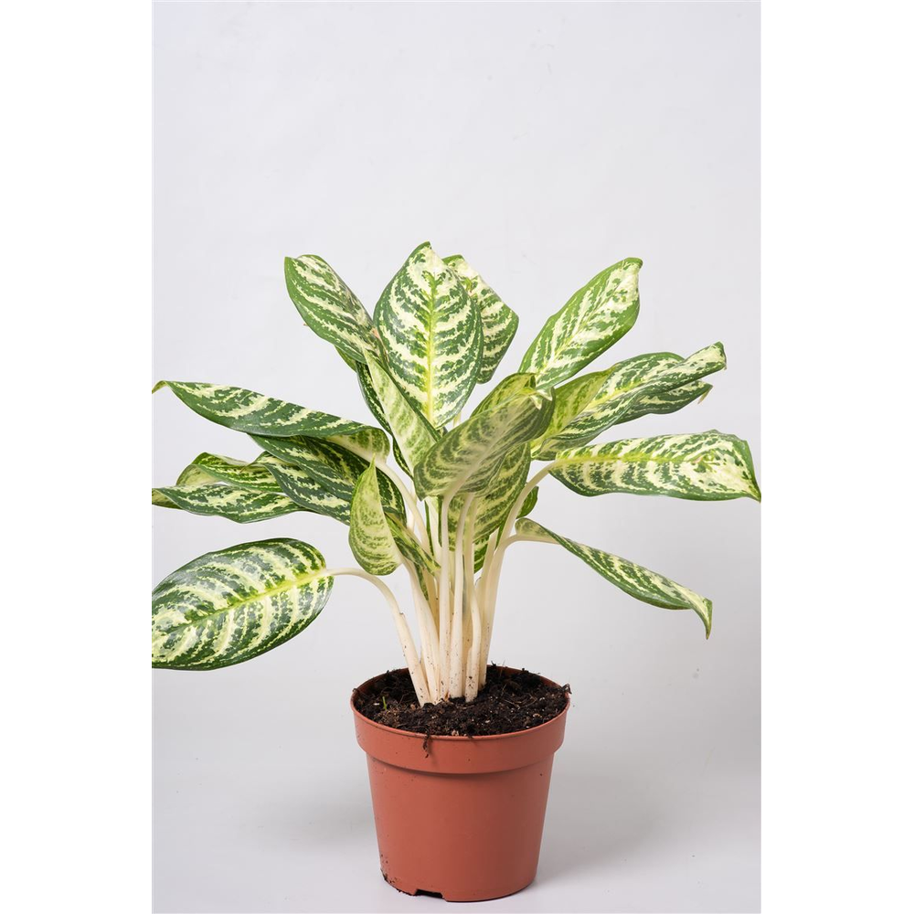 Aglaonema 'Zebra'.