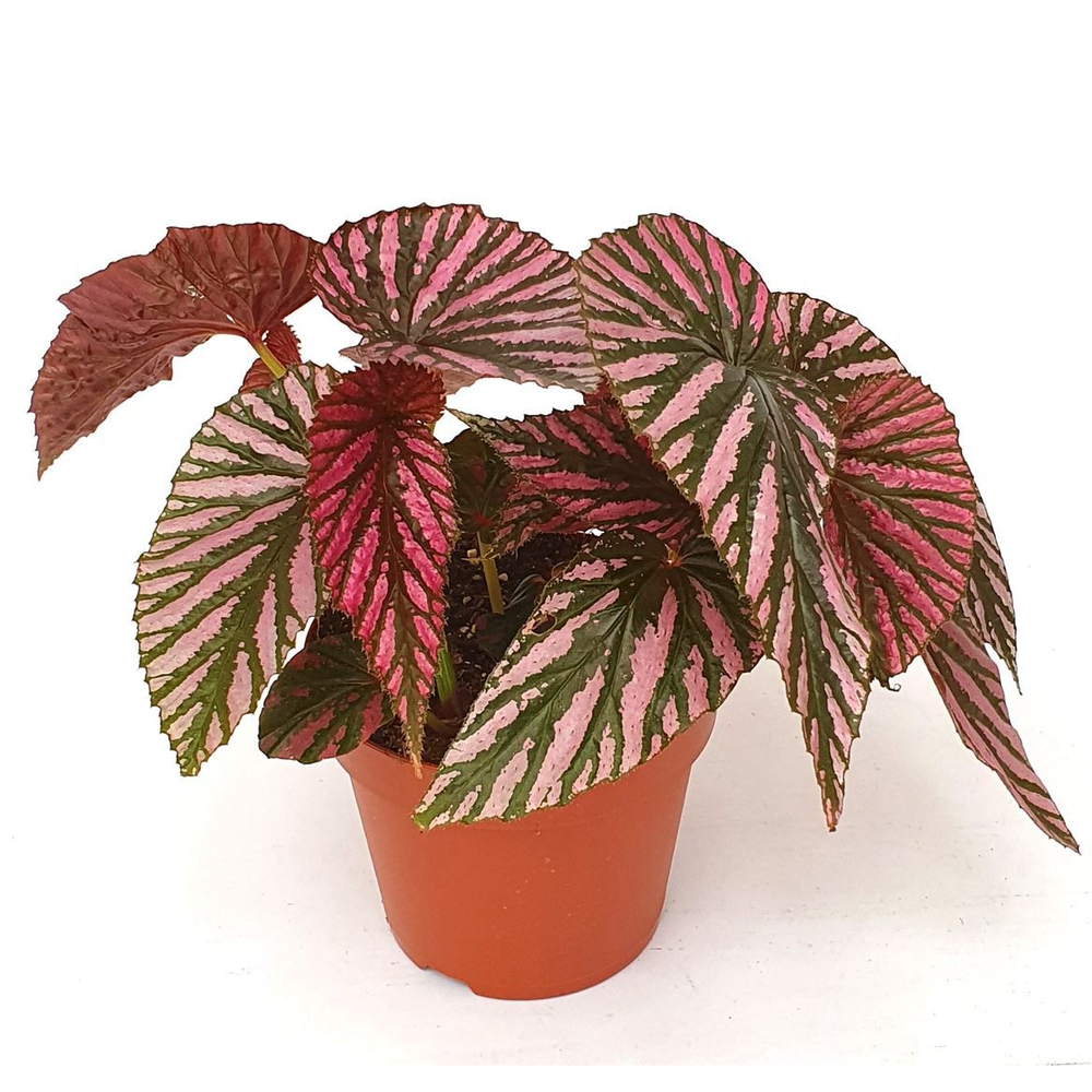 Begonia 'Brevirimosa'.