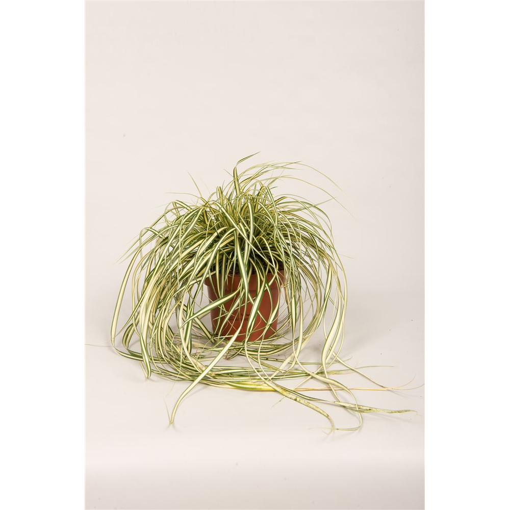 Carex hach. 'Evergold'.