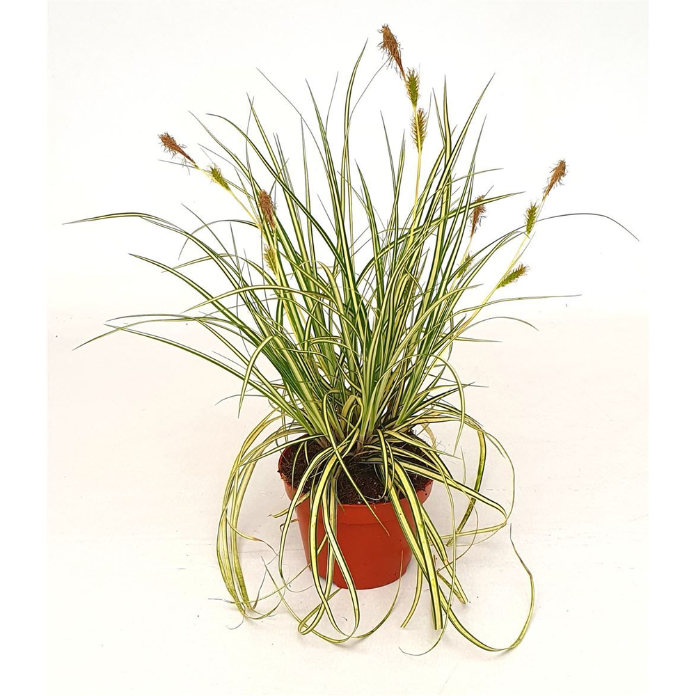 Carex hash. 'Evergold'.