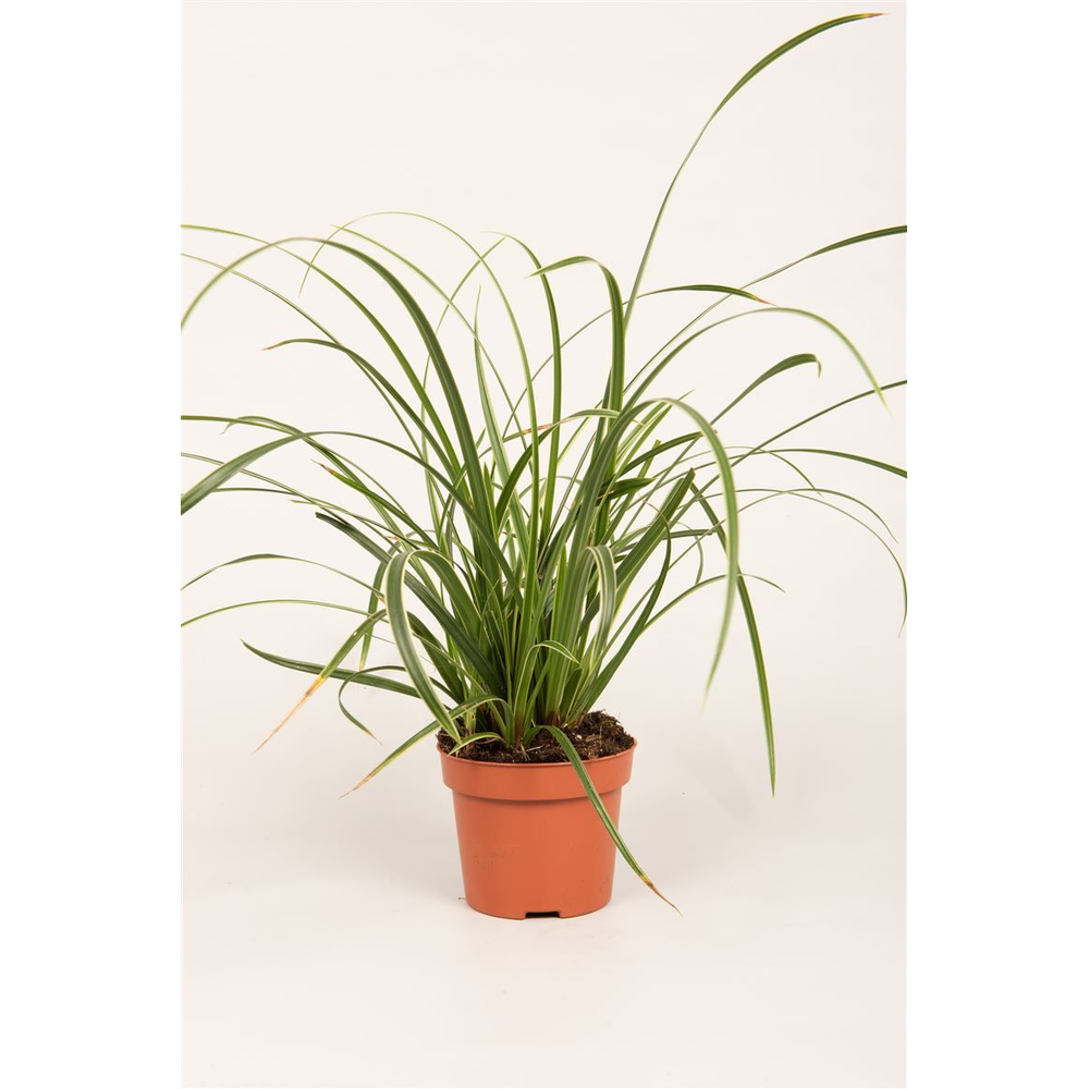 Carex mor. 'Ice Dance'.