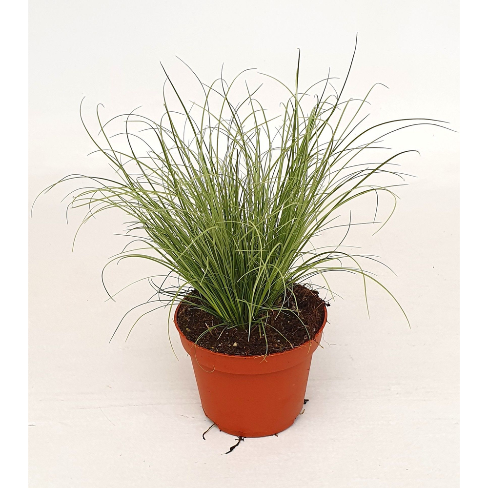 Carex 'Frosted Curls'.