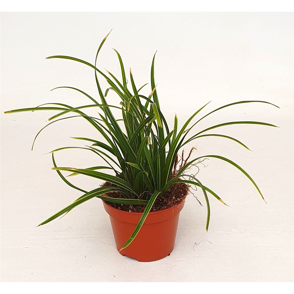 Carex mor. 'Ice Dance'.