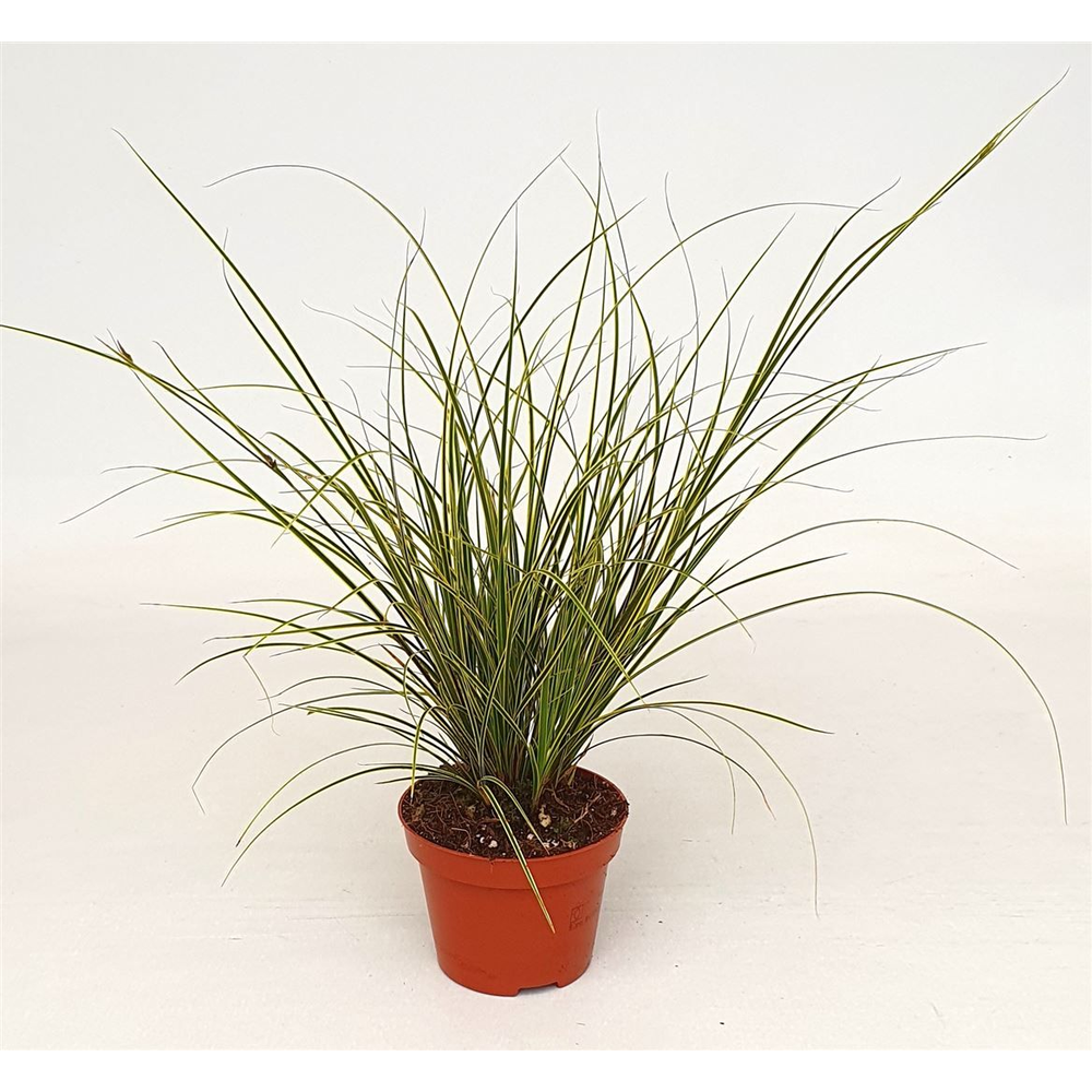 Carex brun. 'Jubilo'.