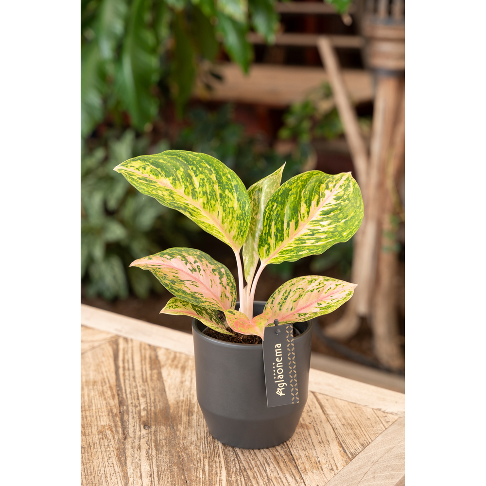 Aglaonema Forest Pink.