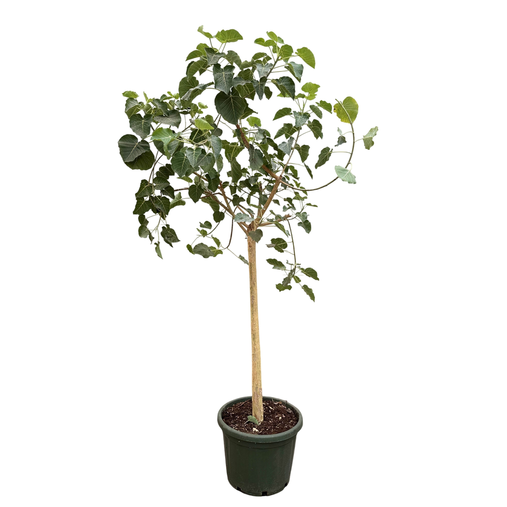 Ficus petiolaris P49.