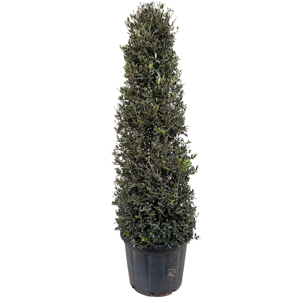 Olea europea P50 piramide