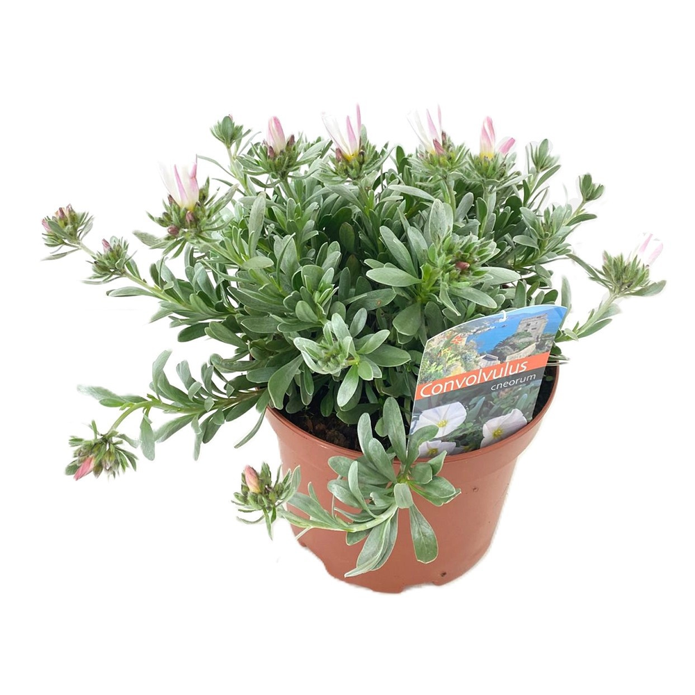 Convolvulus cneorum.