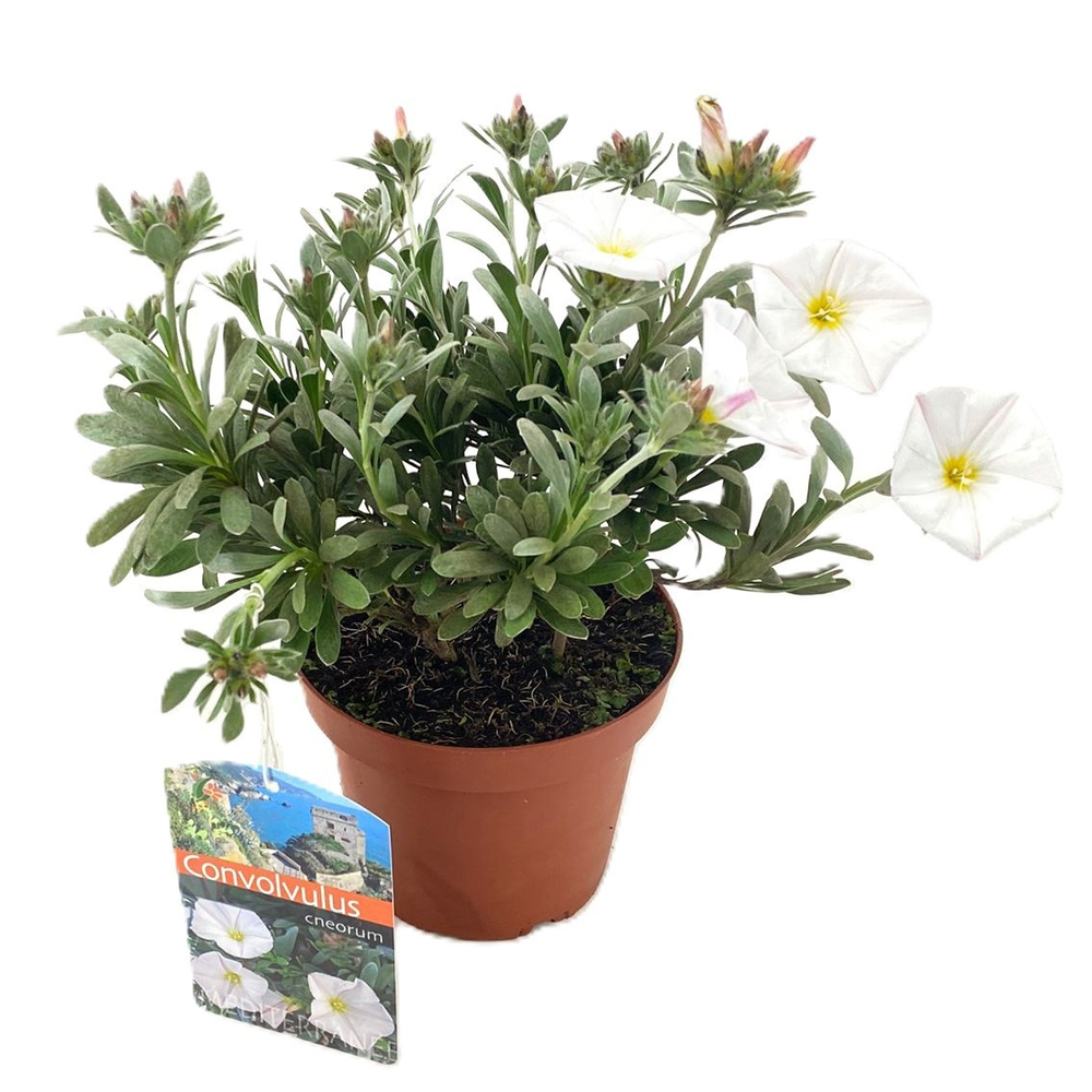 Convolvulus cneorum.