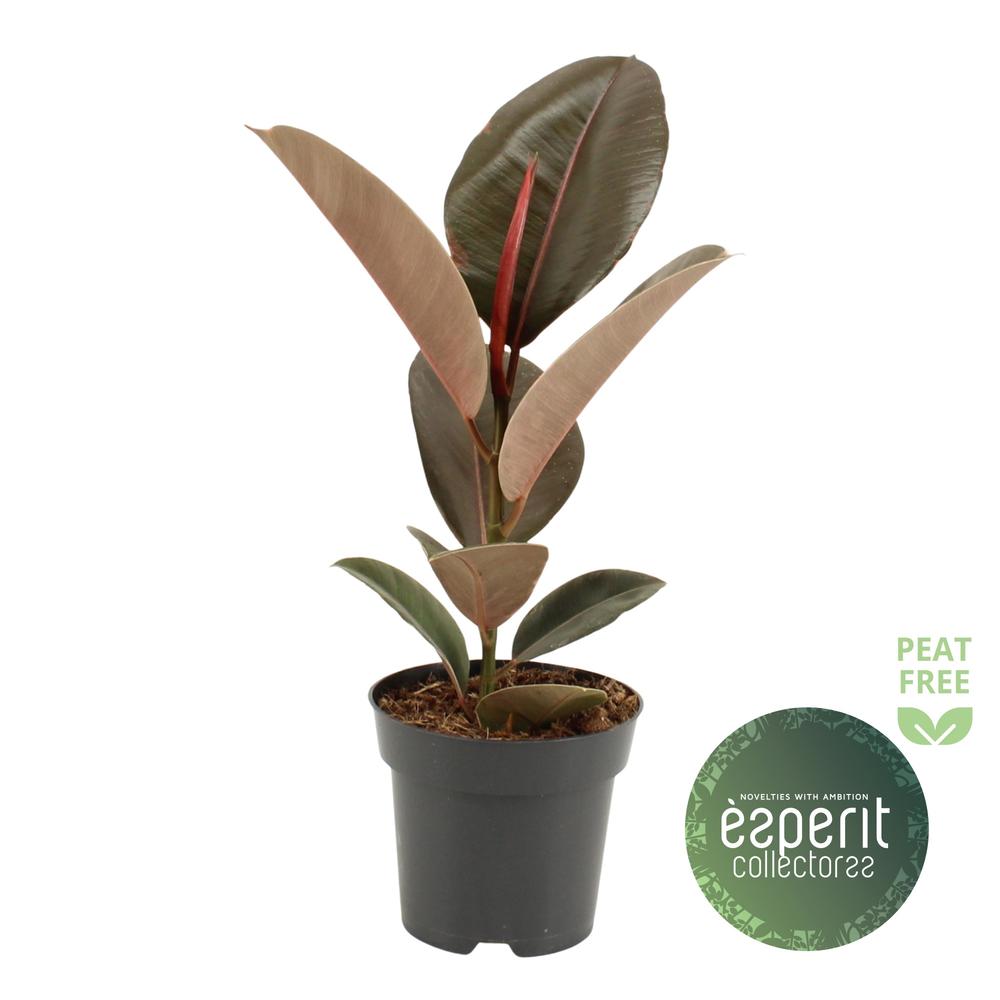 Ficus elastica Pink Camouflage®.