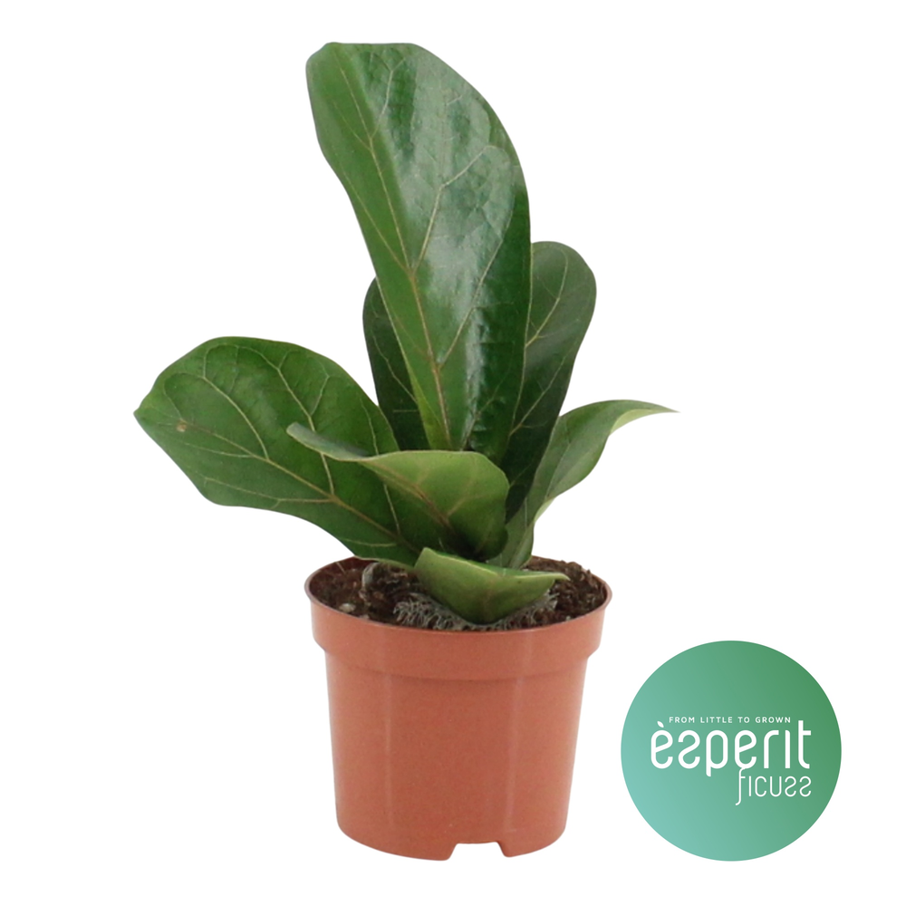 Ficus lyrata Bambino.